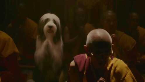 一只长毛狗，每天在寺庙里吃斋念佛，被他咬过的人还会变成狗