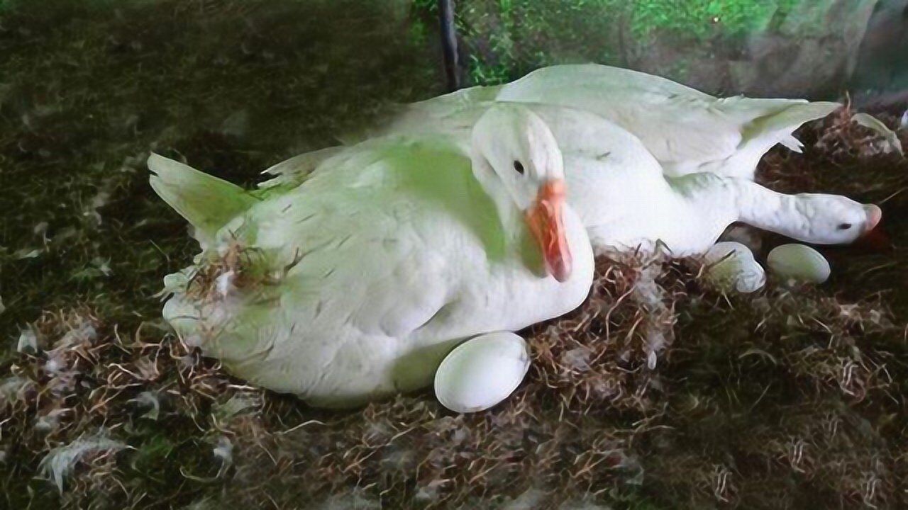 原来鹅都是这样下蛋的看完恍然大悟不过倒是便宜了俩熊孩子