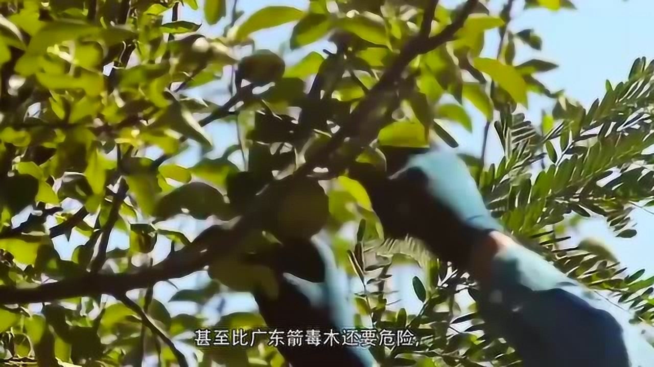 世界最毒的树,全身上下连果实都有剧毒,比广东箭毒木还危险_高清1080P在线观看平台_腾讯视频