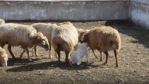 萌化了！小羊羔在400只羊中找妈妈，仅用25秒就认出不走了