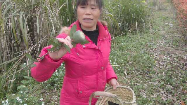 新农村建设越来越好,马路旁边都有野果,乡村四姨带你摘薜荔