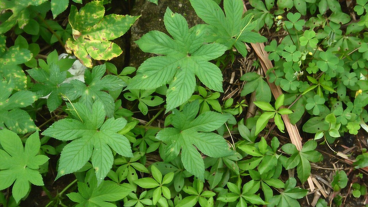 山里这种野草名字听着像毒药,偏偏能解毒,专治皮肤病最有效!