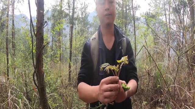 美味在大山里,椿菜是上好的野菜也是很好的药材,你们有吃过吗?