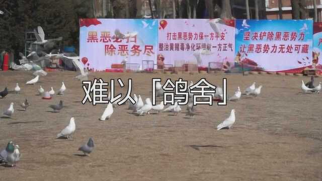 长春文化广场广场鸽:难以鸽舍