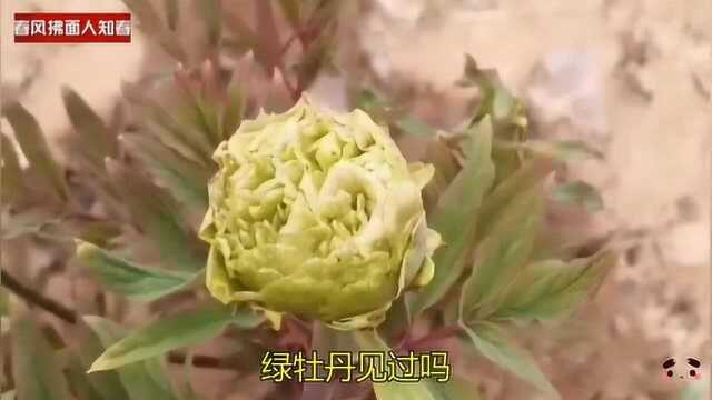 绿牡丹见过吗?曾经被炒到几万一株的牡丹品种,开出的花色是绿色的