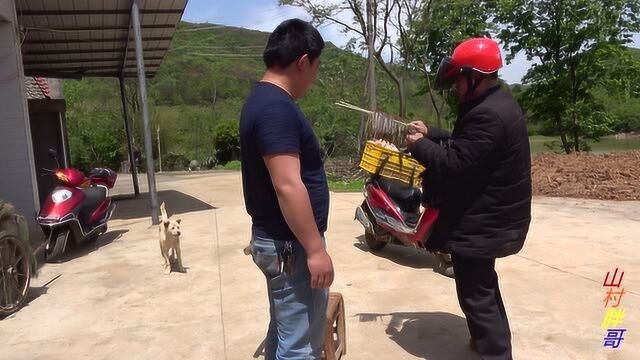 农村大哥晚上捡了两个小时的蜈蚣,大家猜猜能卖多少钱呢