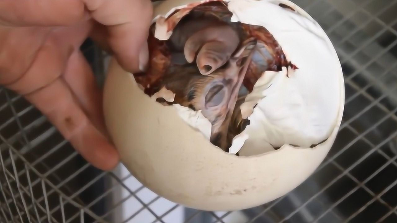 小伙孵化鸵鸟蛋,掰碎蛋壳后,新的生命诞生,比老母鸡还大