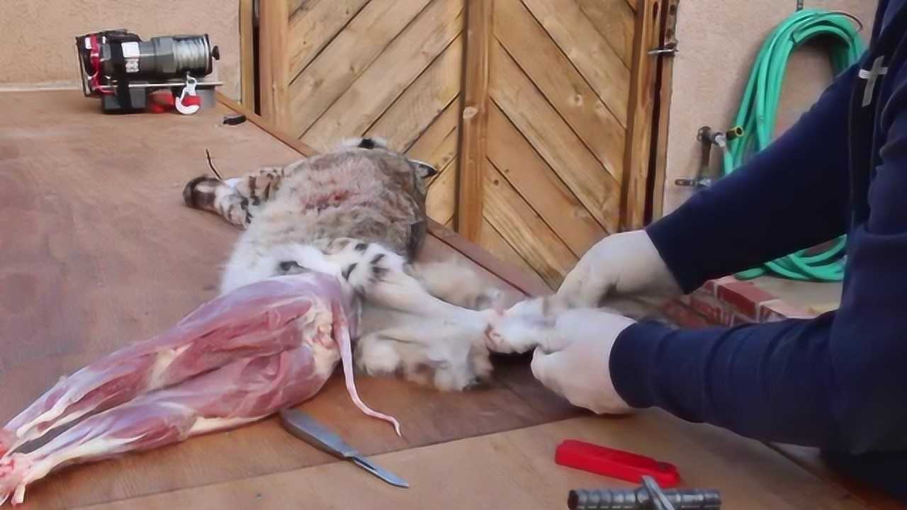 猫肉在越南成为美食,做法血腥吃到灭绝,如今只能靠国外进口!_腾讯视频