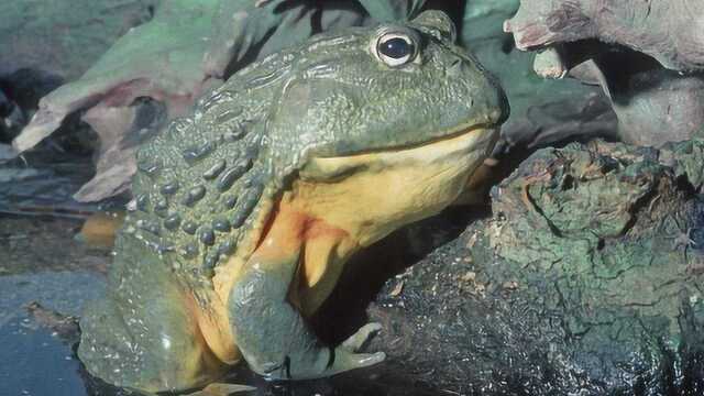 世界最大蛙成人类生财之道,食用售卖导致濒危灭绝