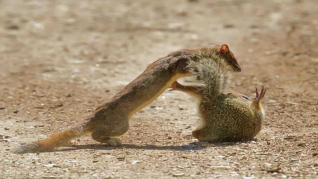 黄鼠狼追杀小松鼠体型差不多战力却截然不同小松鼠下场是这样
