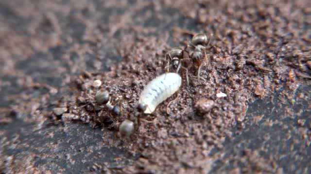 据说蚂蚁幼虫能力惊人,攸关整个族群生死存亡