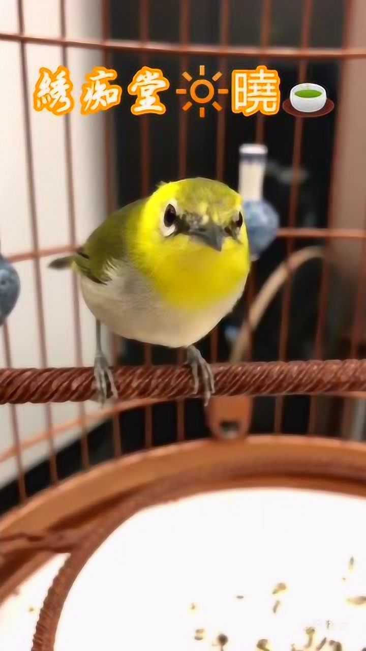 绣痴堂变异绣眼鸟