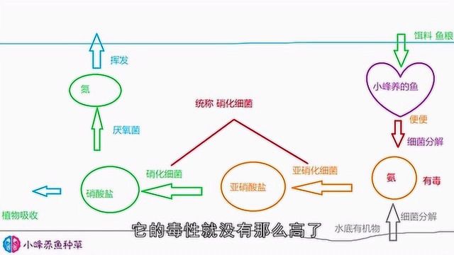 花大成本培养的“硝化细菌”到底是什么?详细讲解养好它的作用