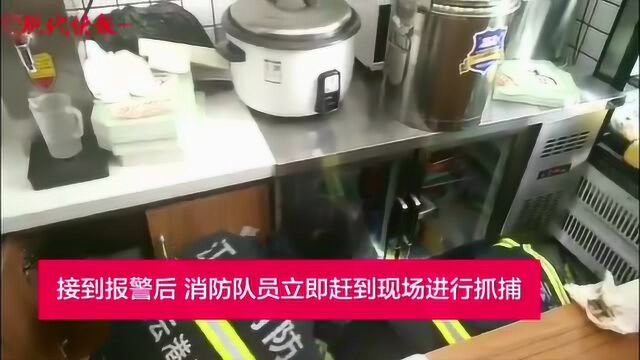 吓人!大花蛇光临奶茶店