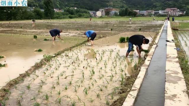 农忙时节:农村一片繁忙的景象,忙着犁田,忙着插秧