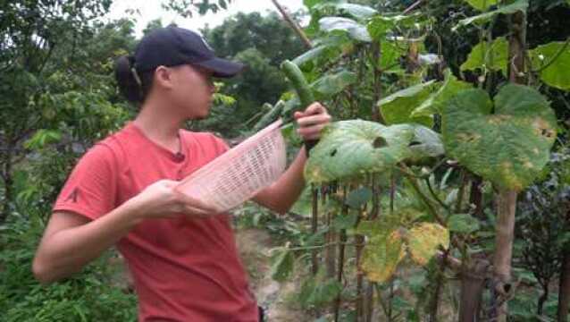 农村种植的青瓜,新鲜采摘做凉拌超好吃,看着都流口水了