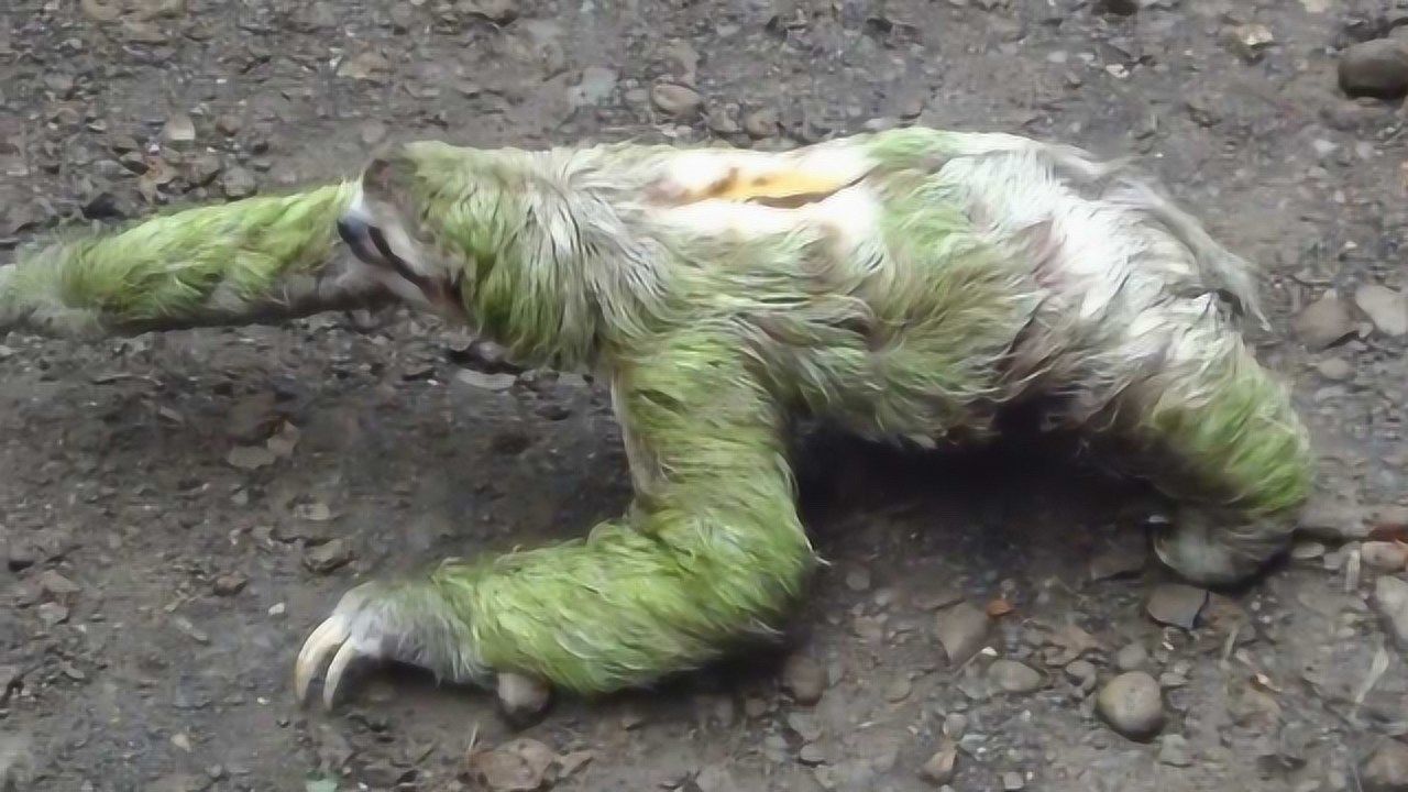 树懒拉屎拉到一半,就被狮子一口咬下来,镜头记录全过程