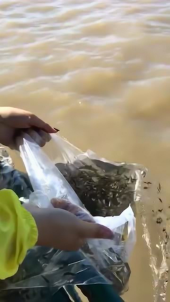 放生功德殊胜行无边胜福皆回向普愿沉溺诸众生