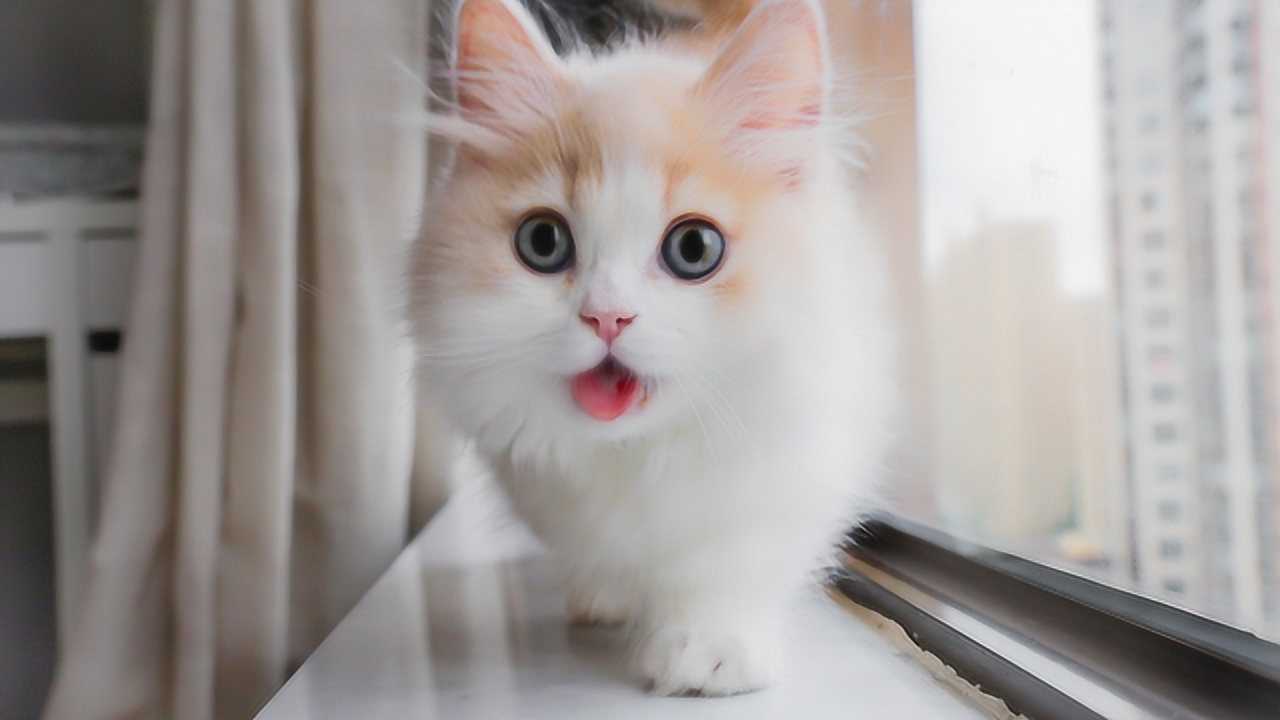 《鹅家萌宠园》花花与三猫的新小猫 竟然随时踩奶粘人不认生_高清1080