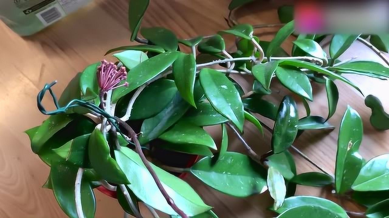 球兰摘心过程图,一起来看下吧