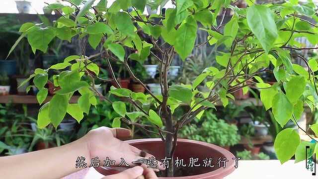 三角梅总不开花?找到养护“诀窍”,花朵开到挨挨挤挤