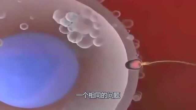 中美联合研究最新发现,受精卵或非生命起始,网友不淡定了