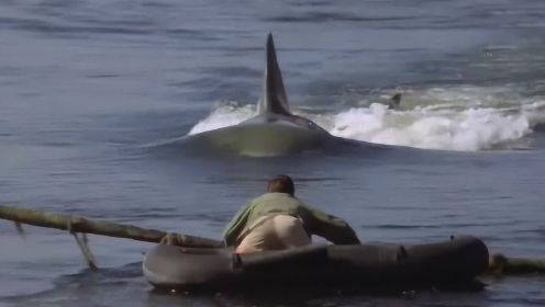 大白鲨四处攻击人类，却不小心咬到了高压电缆，直接被电死