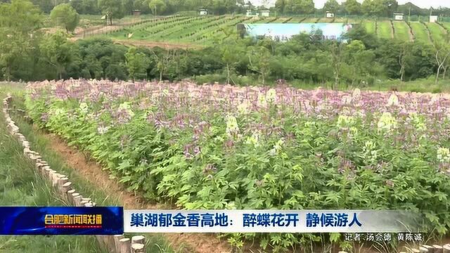 巢湖郁金香高地:醉蝶花开 静候游人