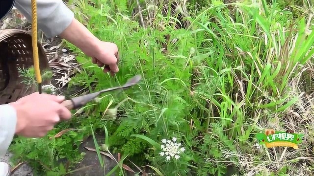 “蛇床花”是什么植物?很多粉丝没有见过,带大家一饱眼福