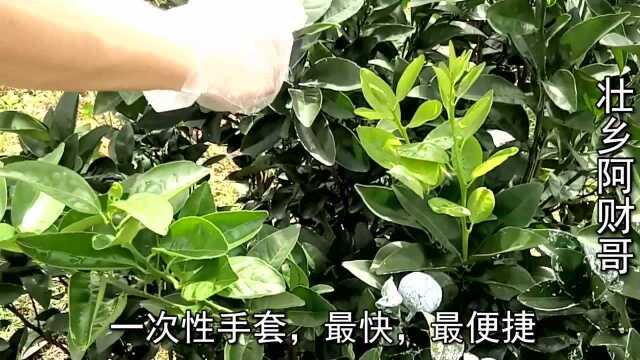 茂谷柑涂白,需要注意什么?果蒂要不要涂白?看农民阿财咋说