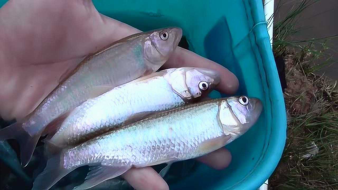 野釣這麼大的馬口魚,真開心!