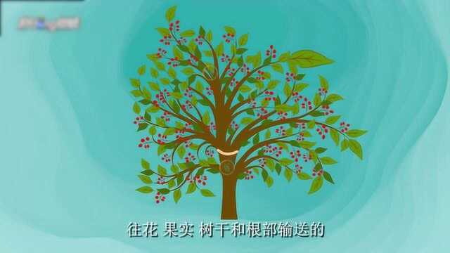 环割原理到底究竟是什么