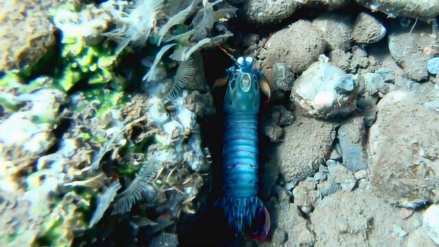 巴厘岛钓鱼潜水探索海底世界,发现漂亮的七彩皮皮虾