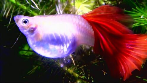 近距离观看孔雀鱼,待产中的全红母鱼,太漂亮了