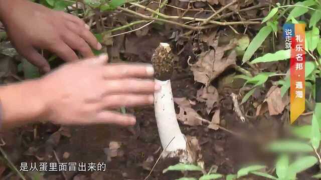 男子跟专业人士到野外采竹荪,一颗价值好几百,非常珍贵稀有