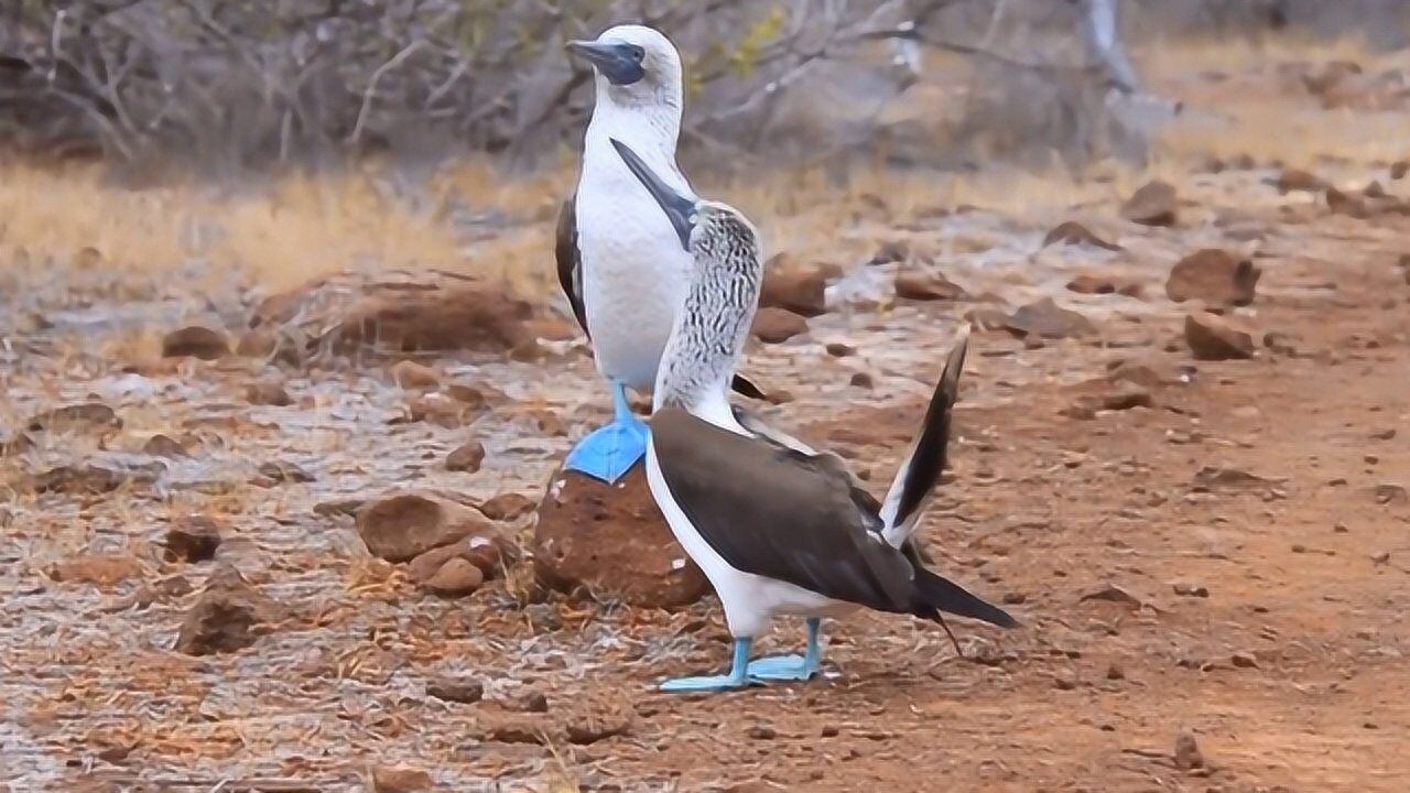 藍腳鰹鳥不僅jio和別的鳥不一樣 連求偶方式都如此與眾不同