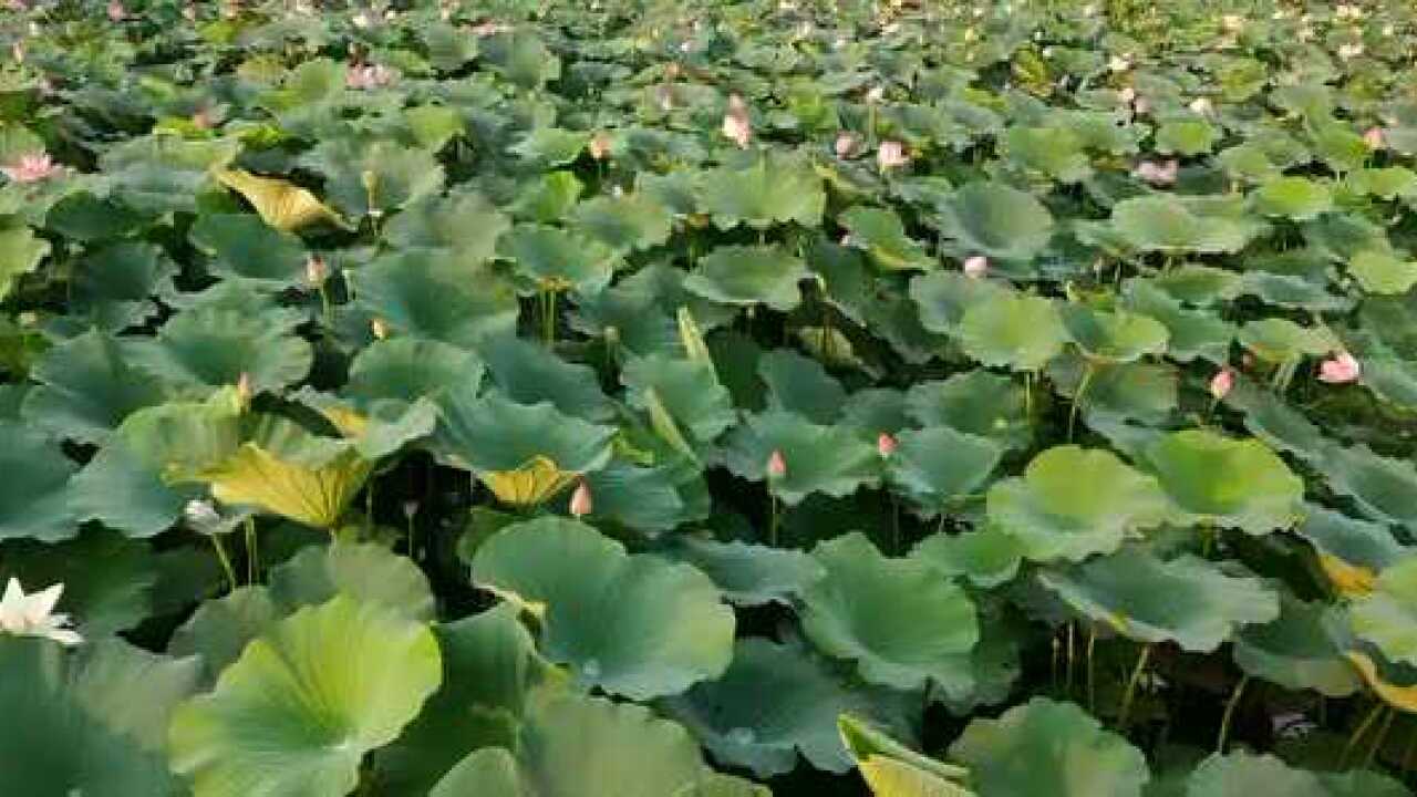 曹縣萬畝荷塘,荷花盛開的季節