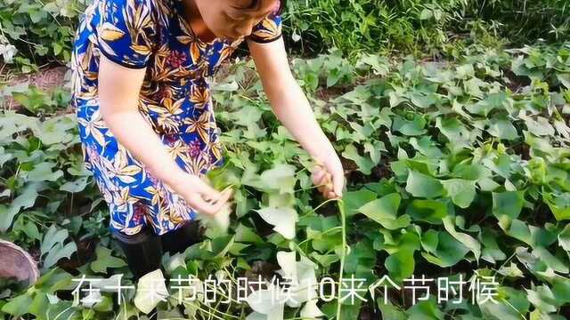 种红薯最关键的一步你做到了吗?看看农村大嫂给红薯做了什么?