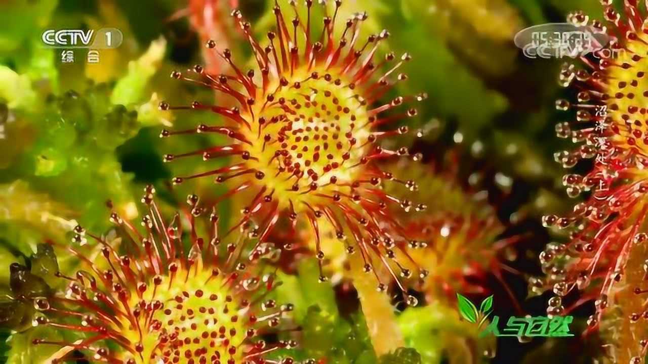 美丽危险的茅膏菜昆虫瞬间被吞噬