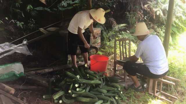 农村鱼塘养殖1000多条草鱼,实在没东西可吃,弄来一堆八棱瓜