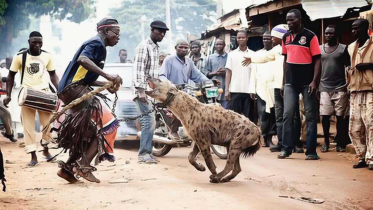非洲人如何驯服鬣狗?鬣狗一旦到他们手里,再凶残也只能乖乖听话