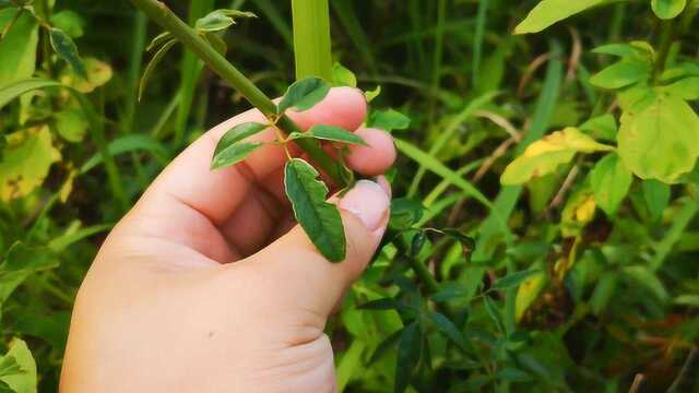 这就是嫁接月季最好的砧木材料,集各种优点于一身,好苗子