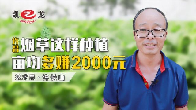 优质好烟如何种?用这个方法,每亩多挣2000块