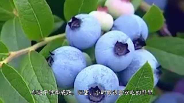 这野果叫“乌饭子”,秋季成熟,味甜,是小时候很喜欢吃的野果子