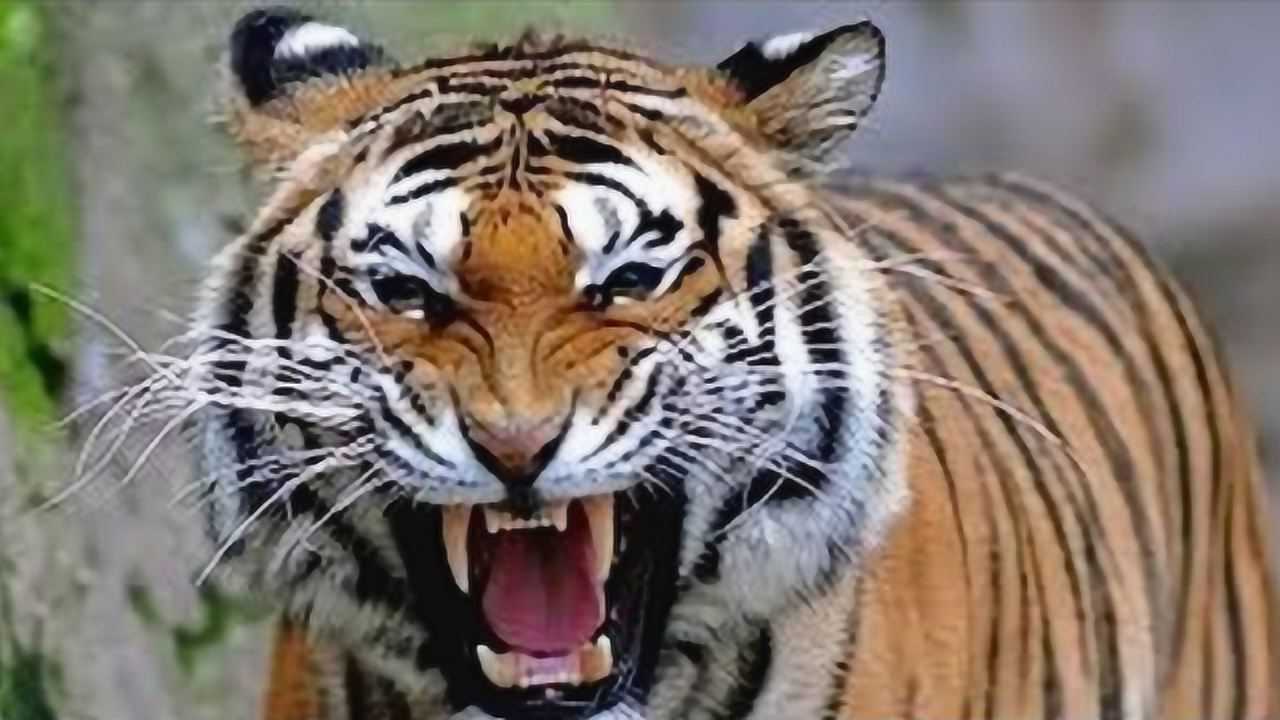 为什么说老虎是百兽之王听听这地动山摇的吼叫声就知道了