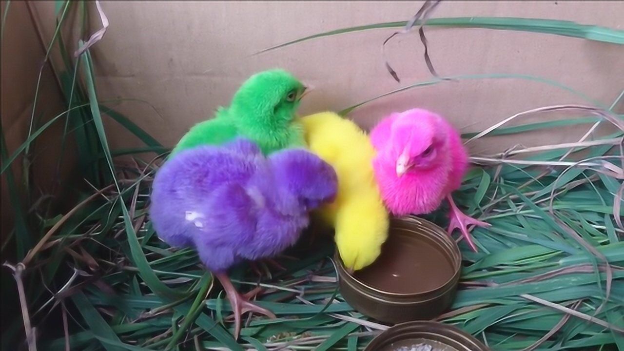 彩色小鸡非常漂亮,为什么老人却说不能买?看完后背发凉!