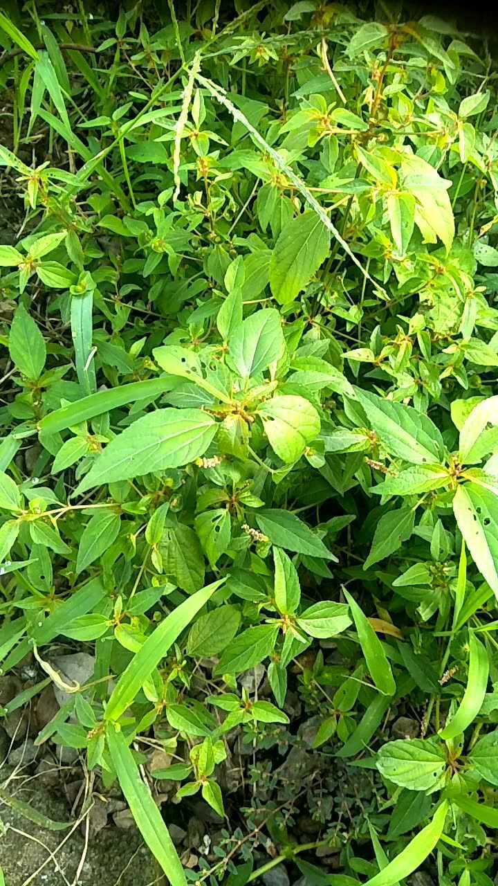 野外的铁苋菜也有利用价值