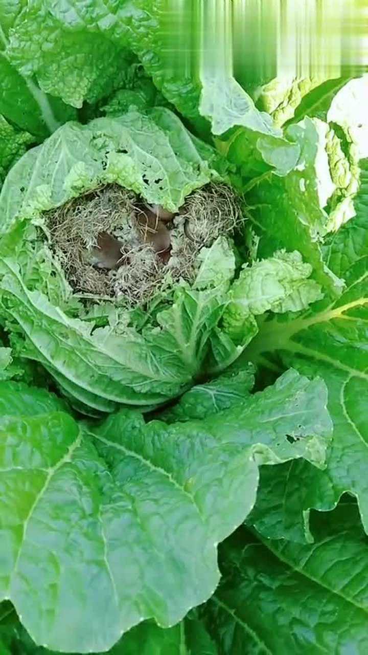 人家白菜芯里長蟲子這咋還長出一窩耗崽子一顆好白菜沒了