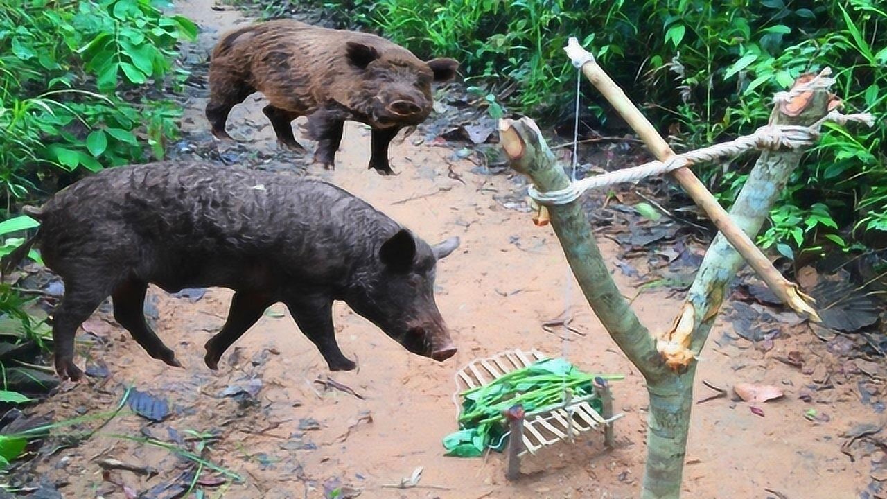 男子用绳子自制简易陷阱,捕获一只野猪,镜头记录全过程!_腾讯视频