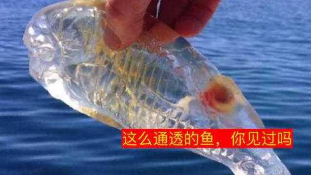 五种你没见过的神奇海洋生物